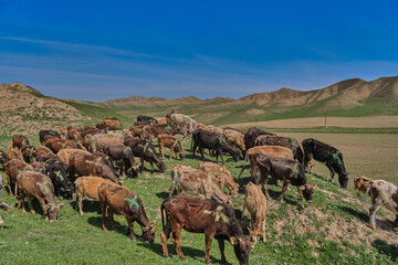 A herd of cows walking across green hills