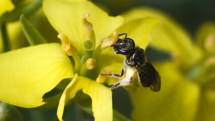 A close up of a tiny metallic dark colored Lasioglossum Sweat Bee feeding from a yellow bolted collard green flower and packing pollen onto her legs to provision her nest with food. Long Island, NY