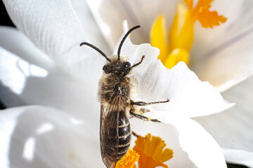 A close up of a Colletes Cellophane Plasterer Bee  covered in pollen balls reaching for a white...