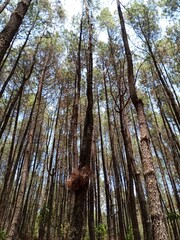 Fototapeta premium bird's nest in a pine tree. Pine forest in Mount Merbabu National Park, Central Java, Indonesia 