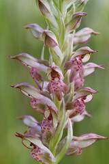 Anacamptis coriophora subsp. fragrans, Orchidaceae. Wild plant. San Leonardo, Macomer (OR), Sardinia, Italy.