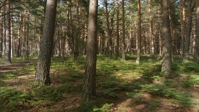 Beautiful timelapse of a forest at sunset with the sun illuminating the trunks of the trees, time-lapse of lights and shadows in a magical forest of ferns and trees, the magic lights in the forest