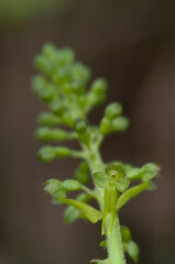 European Common Twayblade Orchid (Listera ovata). Orchidea (Listera ovata). Laconi, Oirstano, Sardinia, Italy.