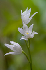 Narrow leaved Helleborine (Cephalanthera longifolia) in Springtime, White Wild Orchid Sardinia, Italy Santulussurgiu, Oristano