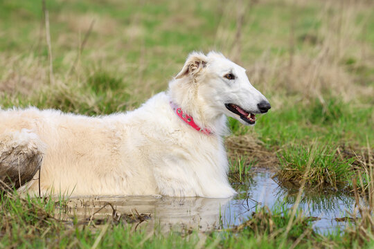 Russian greyhound hound dog, in a large puddle on a field in the spring, rests after a quick run.
