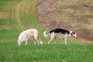 Two Russian greyhounds stand in a field, against the natural background of the field, during a walk. Active recreation concept with dogs.