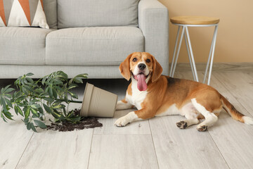 Naughty Beagle dog with overturned houseplant lying on floor in messy living room