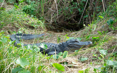 Alligator, Everglades