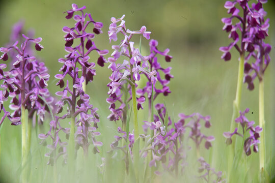 long-horned orchis (Orchis longicornu), blooming, Italy, Sardegna Bolotana, Nuoro, Sardinia, Italy