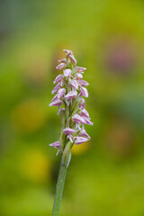 Dense-flowered Orchid, Neotinea maculata, wild orchid in. Lago di Baratz, Sassari, Sardinia. Italy