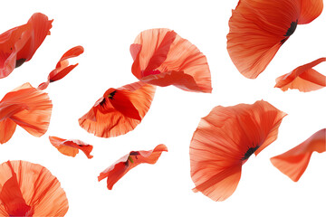 Red poppies stand out against a clear isolated transparent background