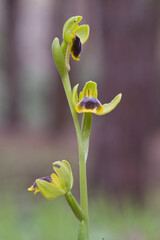 Orchidea (Ophrys subfusca liveranii). Is Arenas, Oristano, Sardinia, Italy