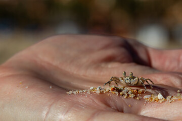 Hand holding a baby crab.