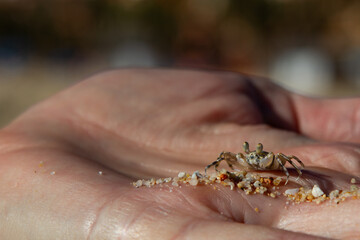 Hand holding a baby crab. - Powered by Adobe