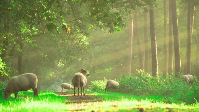 Sheep morning Nature Video