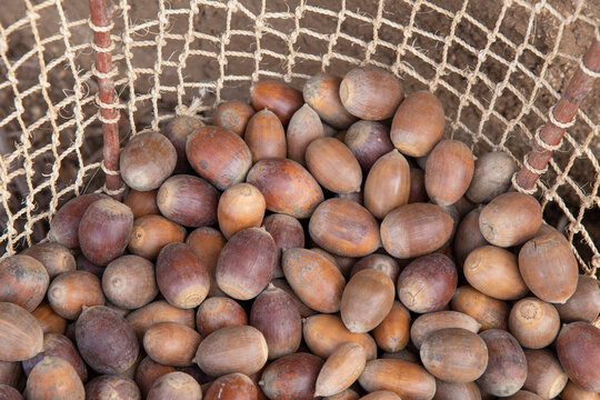 Burden basket with acorn harvest
