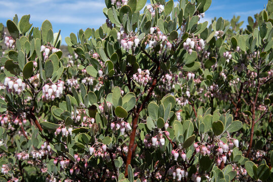 Pointleaf manzanita with urn-shaped flowers in spring