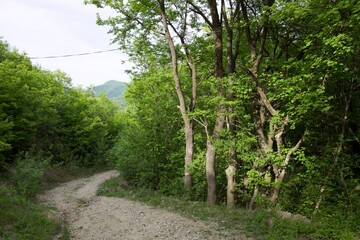 Fototapeta premium path in the forest