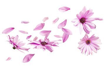 A bouquet of pink and purple flowers in full bloom flew isolated