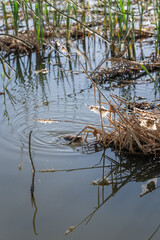 The river nutria bites off dry parts of the reeds.