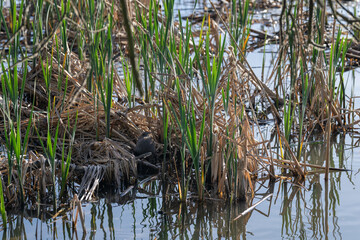 The river nutria bites off dry parts of the reeds.