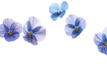 Blue and white flowers in a floral bouquet on isolated