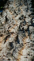 close up of a trunk