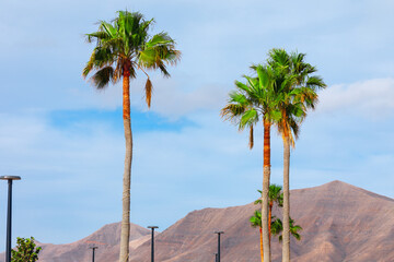 Coastal palm trees on a background of the blue sky and mountains