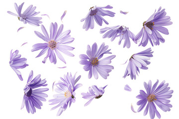 purple and white flowers