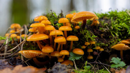 Vermilion Waxcap (Hygrocybe miniata) orange mushroom green moss and leaf litter
