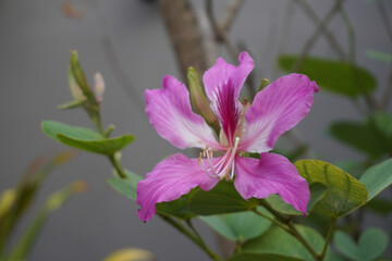 Orchid tree (Bauhinia purpurea) flowers Close up with Selective focus. Common name Purple bauhinia,camel's foot,butterfly tree,and Hawaiian orchid tree.