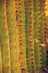 Detail, sharp, spiny cactus needles in late afternoon light