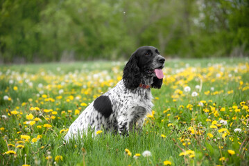 A charming black and white hunting spaniel dog sits in a clearing with blooming dandelions. A walk with a pet. Hunting dog.