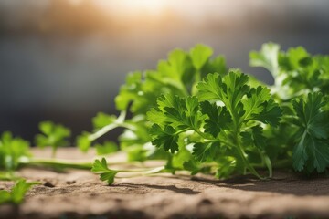 'parsley chervil bush curly fresh green herb leaf plant bunch bundle cilantro aromatic healthy spice botany isolated nature white background diet'