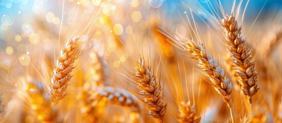 Obraz premium Sunlit Wheat Field Close-Up