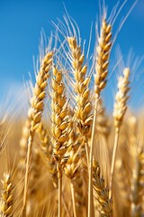 Vibrant Wheat Field Under Blue Sky