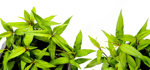 Vietnamese coriander on white background.