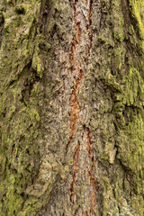 The bark of an old tree with moss. Background.