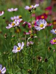 Obraz na płótnie Canvas Colorful Cosmos Flower - Cosmos bipinnatus, Beautiful Pink Flowers in Backyard Garden. Bokeh background. Beauty in nature