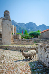 Sheep graze near ruins at yard of Kruja castle in Kruja, Albania