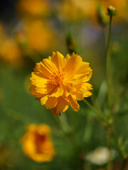 Cosmos bipinnatus or Mexican aster. Close up of yellow and orange cosmos flower. Beauty in nature
