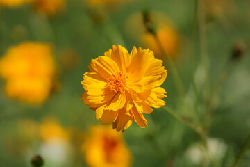 Cosmos bipinnatus or Mexican aster. Close up of yellow and orange cosmos flower. Beauty in nature
