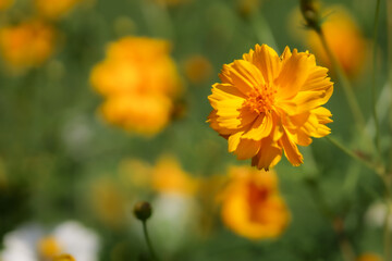 Cosmos bipinnatus or Mexican aster. Close up of yellow and orange cosmos flower. Beauty in nature
