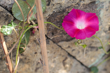 Flor rosa Gloria de la  mañana 