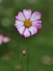 Colorful Cosmos Flower - Cosmos bipinnatus, Beautiful Pink Flowers in Backyard Garden. Bokeh background. Beauty in nature