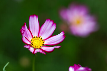 Colorful Cosmos Flower - Cosmos bipinnatus, Beautiful Pink Flowers in Backyard Garden. Bokeh background. Beauty in nature