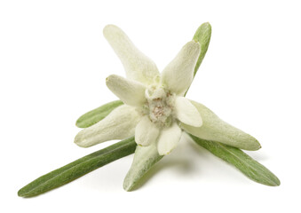Edelweiss flower - 792152261