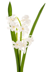 White hyacinth flowers