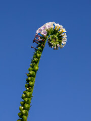 Heliotropium indicum with a natural background. Also called Sangketan, buntut tikus, Indian...