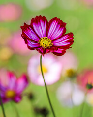 Fototapeta premium Colorful Cosmos Flower - Cosmos bipinnatus, Beautiful Pink Flowers in Backyard Garden. Bokeh background. Beauty in nature